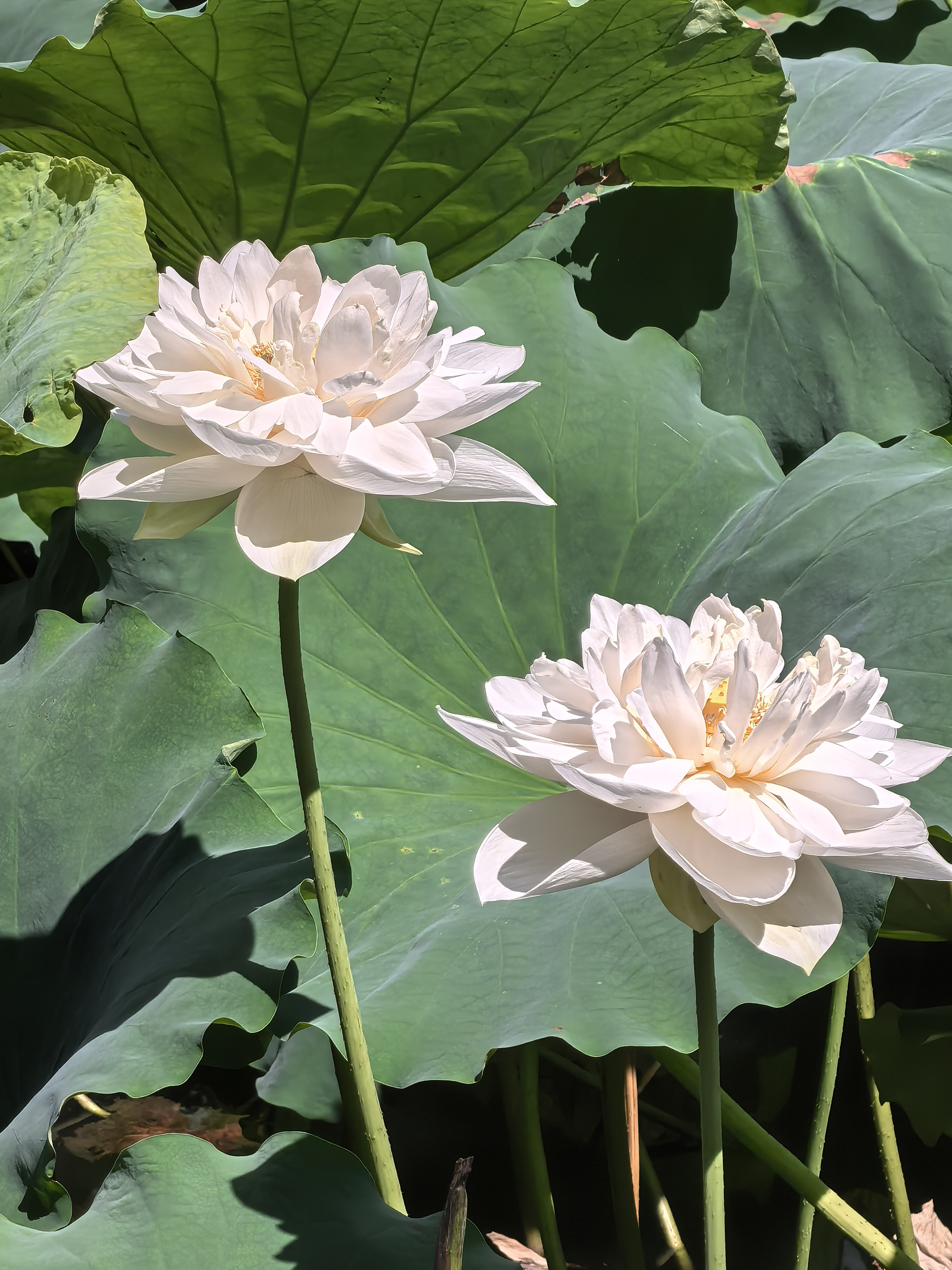 沈园里的荷花