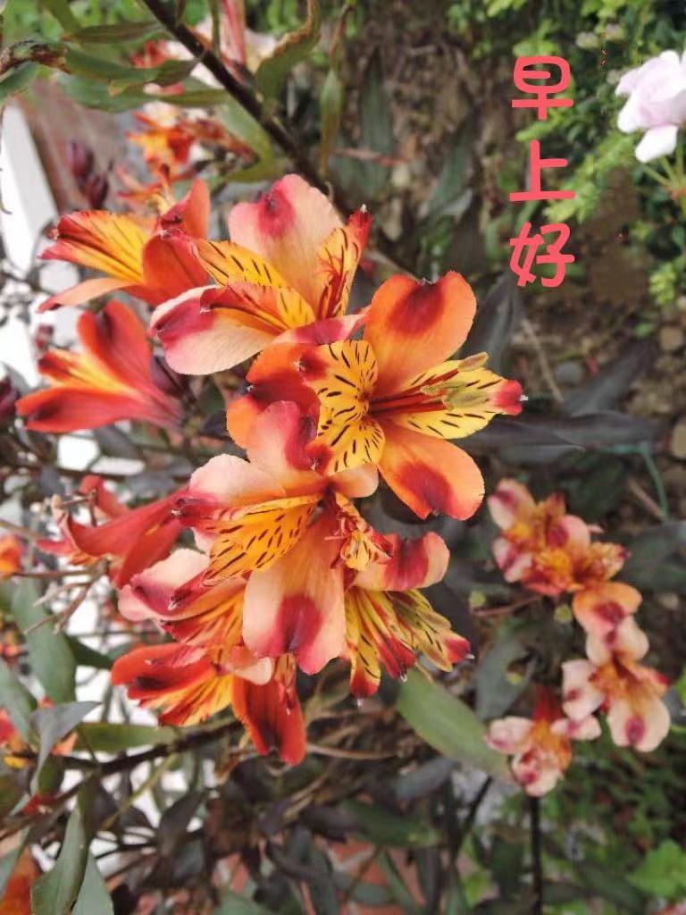 柳含烟．早安图六出花
月华
花如锦，展芳容。
细腻温柔静谧，
艳姿清雅沐春风。
撰诗中。
寄托飞鸿传