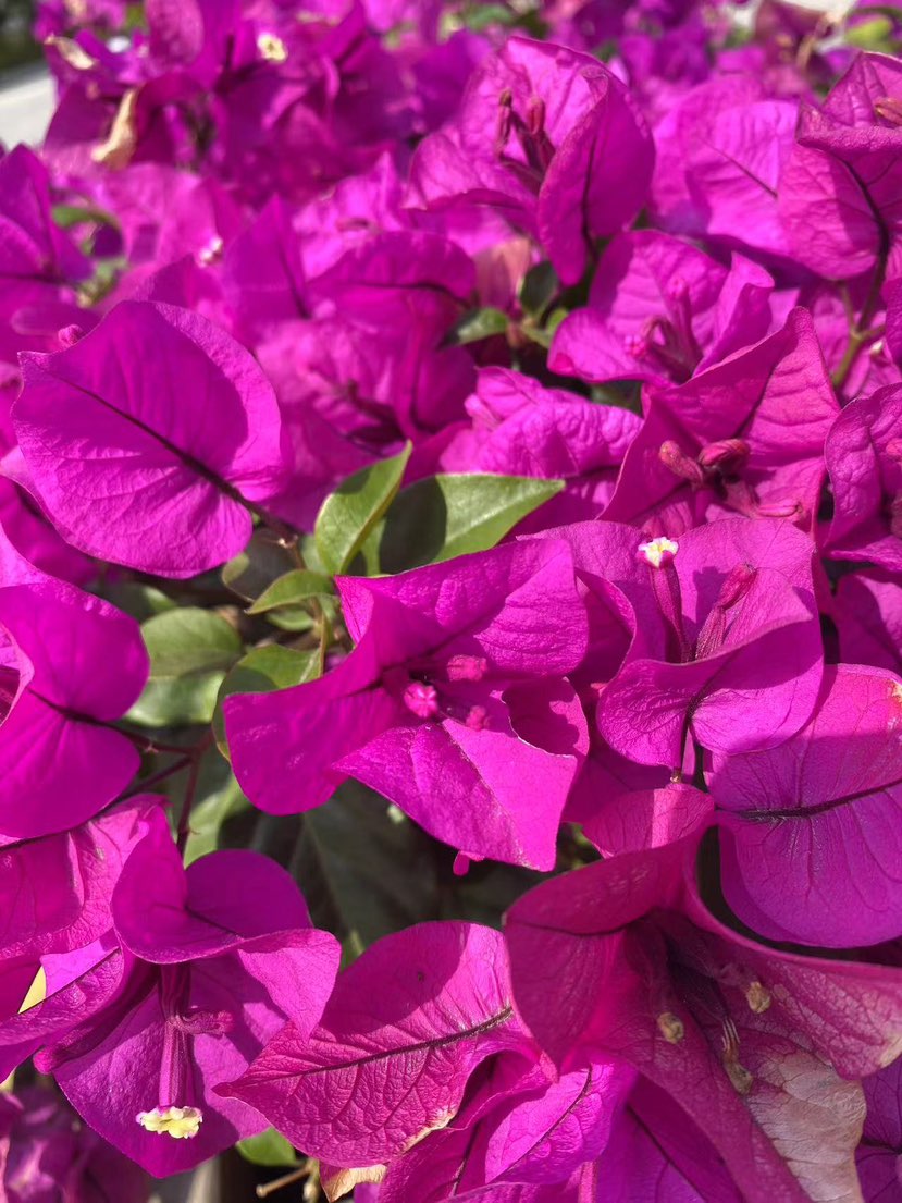 百花齐放 百家争鸣