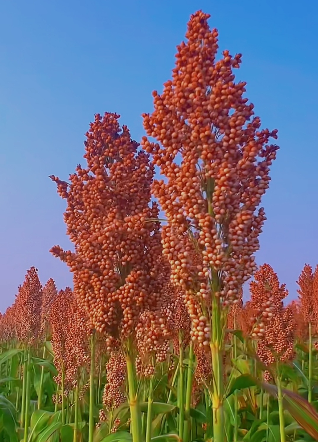 秋收的季节到了，你猜一下这是什么庄稼？