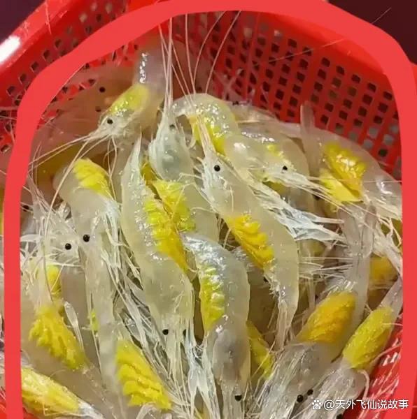 猜猜这是什么虾啊