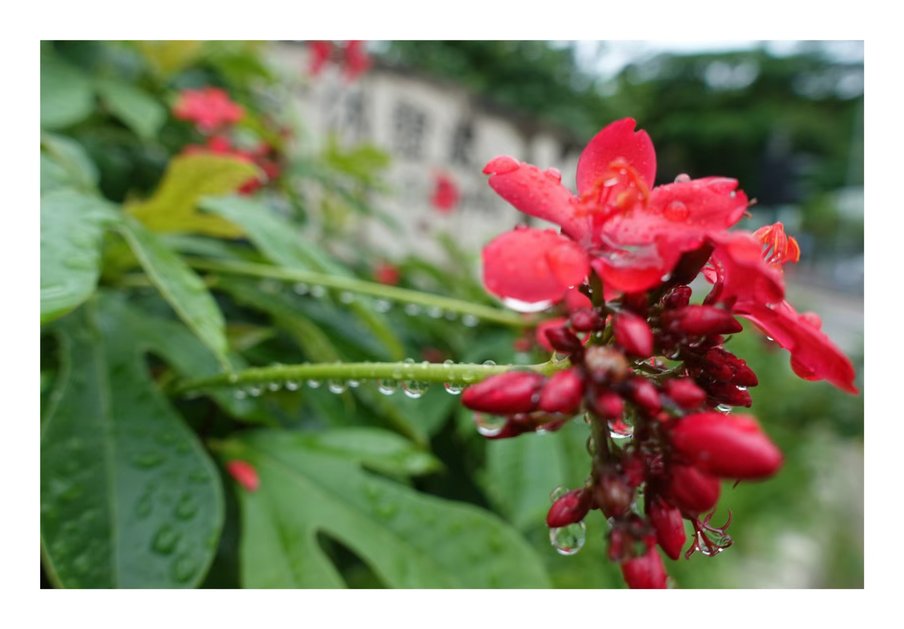 边境摄影
秋雨洗
