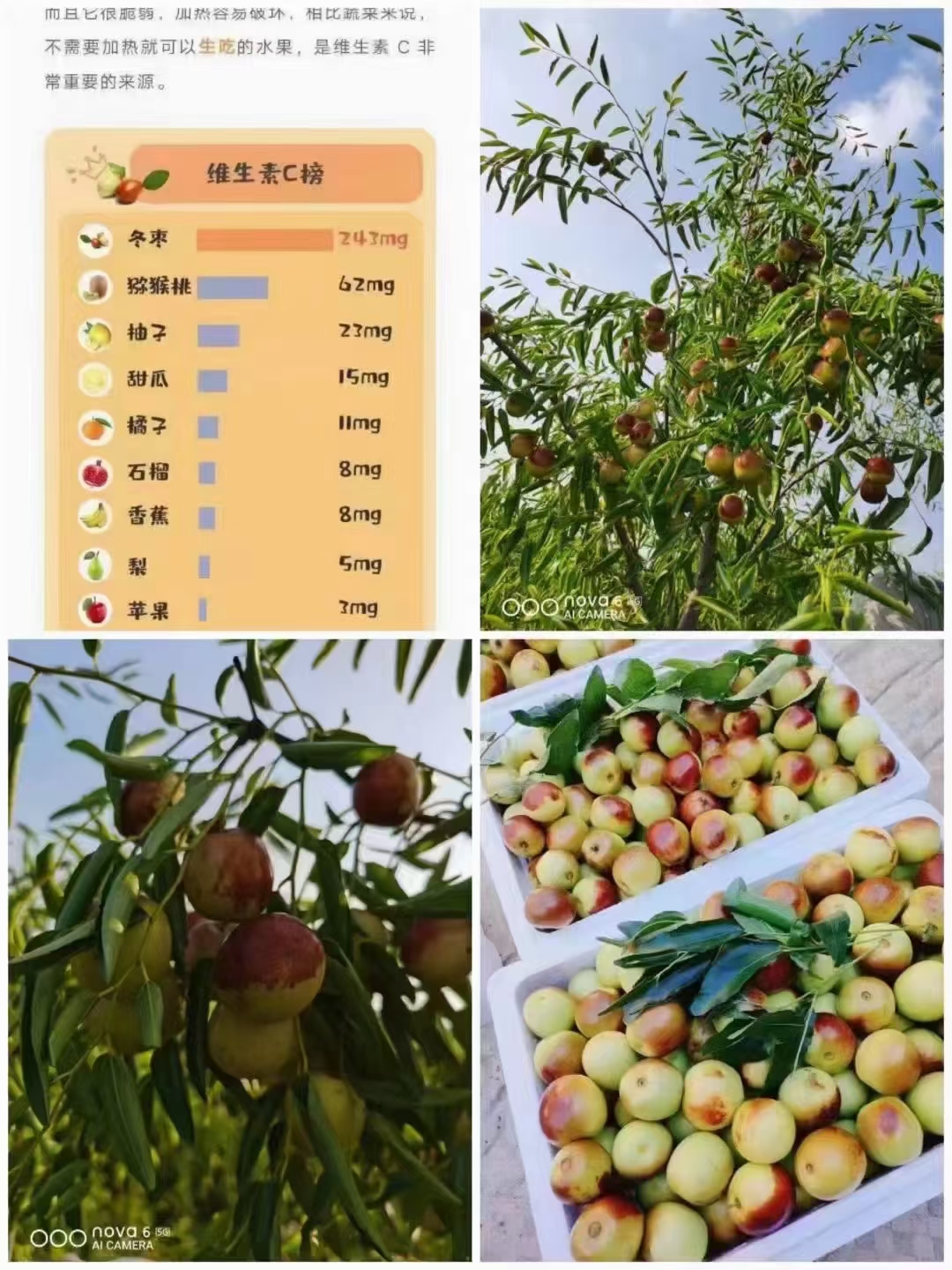 冬枣接单中🌿
一箱❺斤装  全国包邮
真正的黄骅脆冬枣，皮薄，核小，肉厚，脆甜可口。一年只卖一次，现