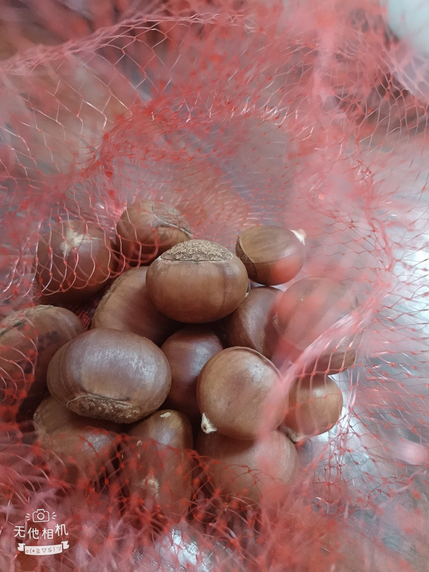 野生板栗🌰