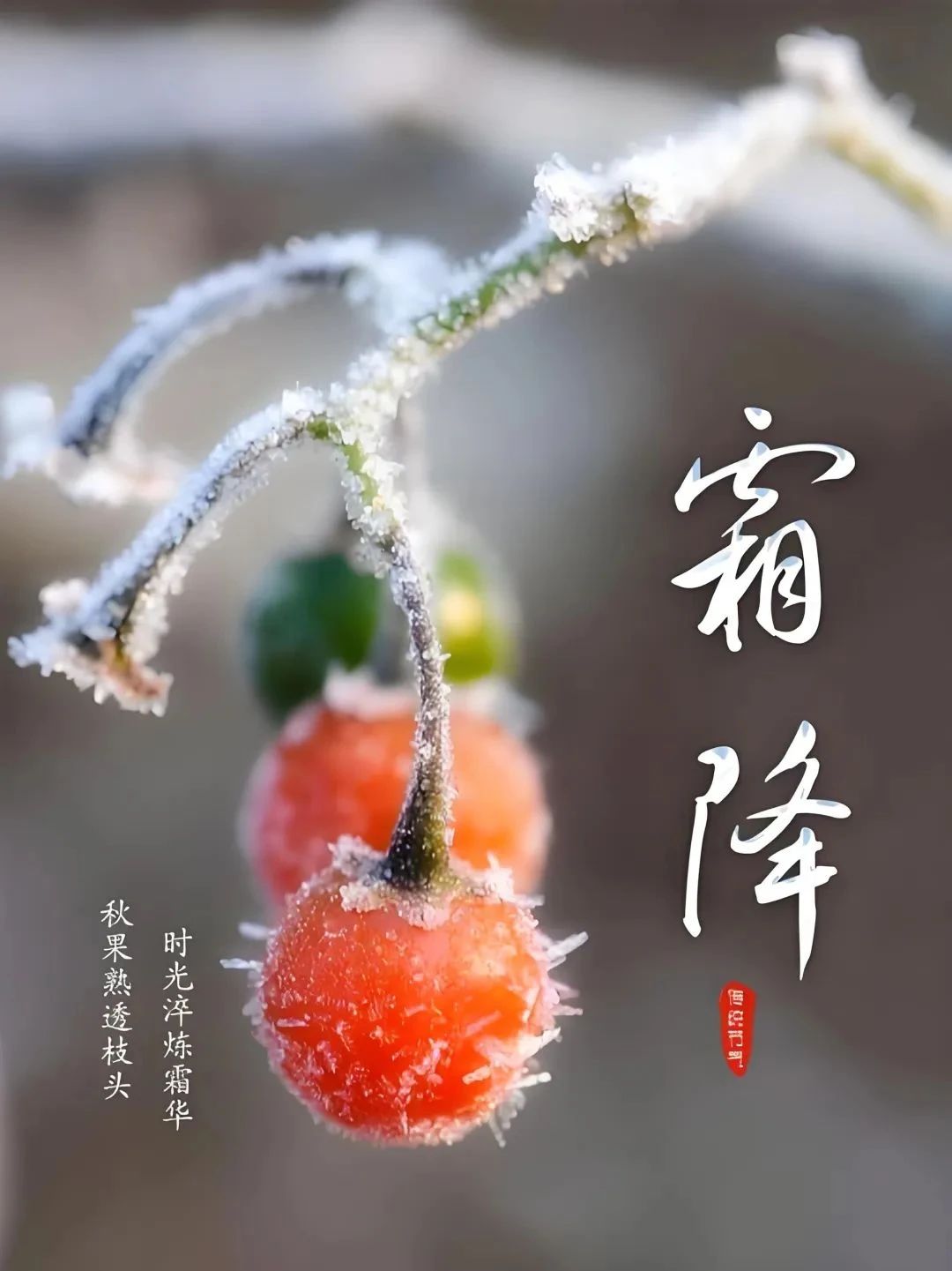 🌹八首霜降古诗词：霜降之时，愿你青春永驻，岁月静好，幸福绵长。🌹