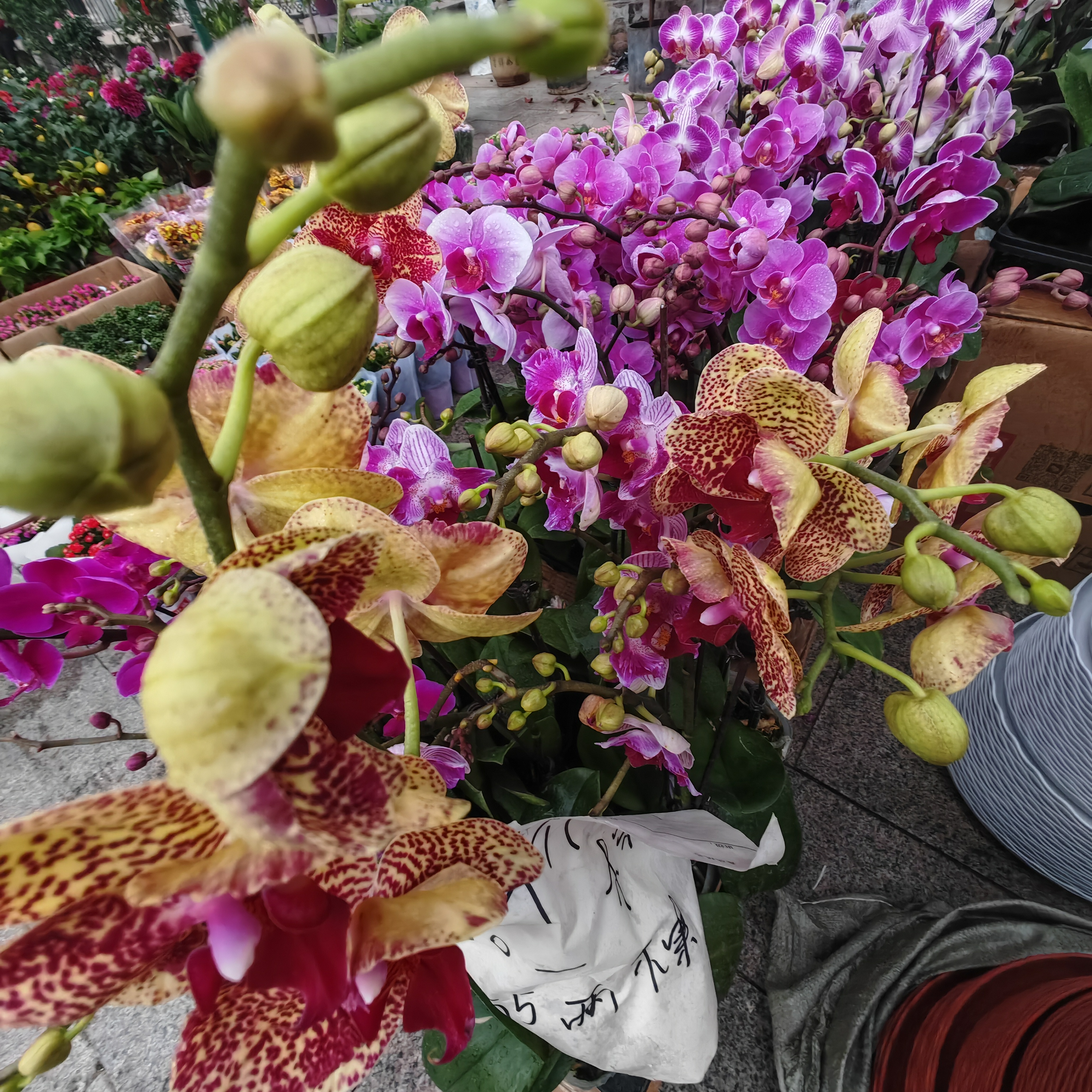 花儿美