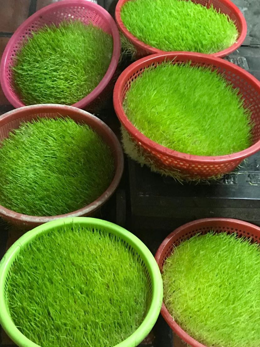 正宗麦芽糖
