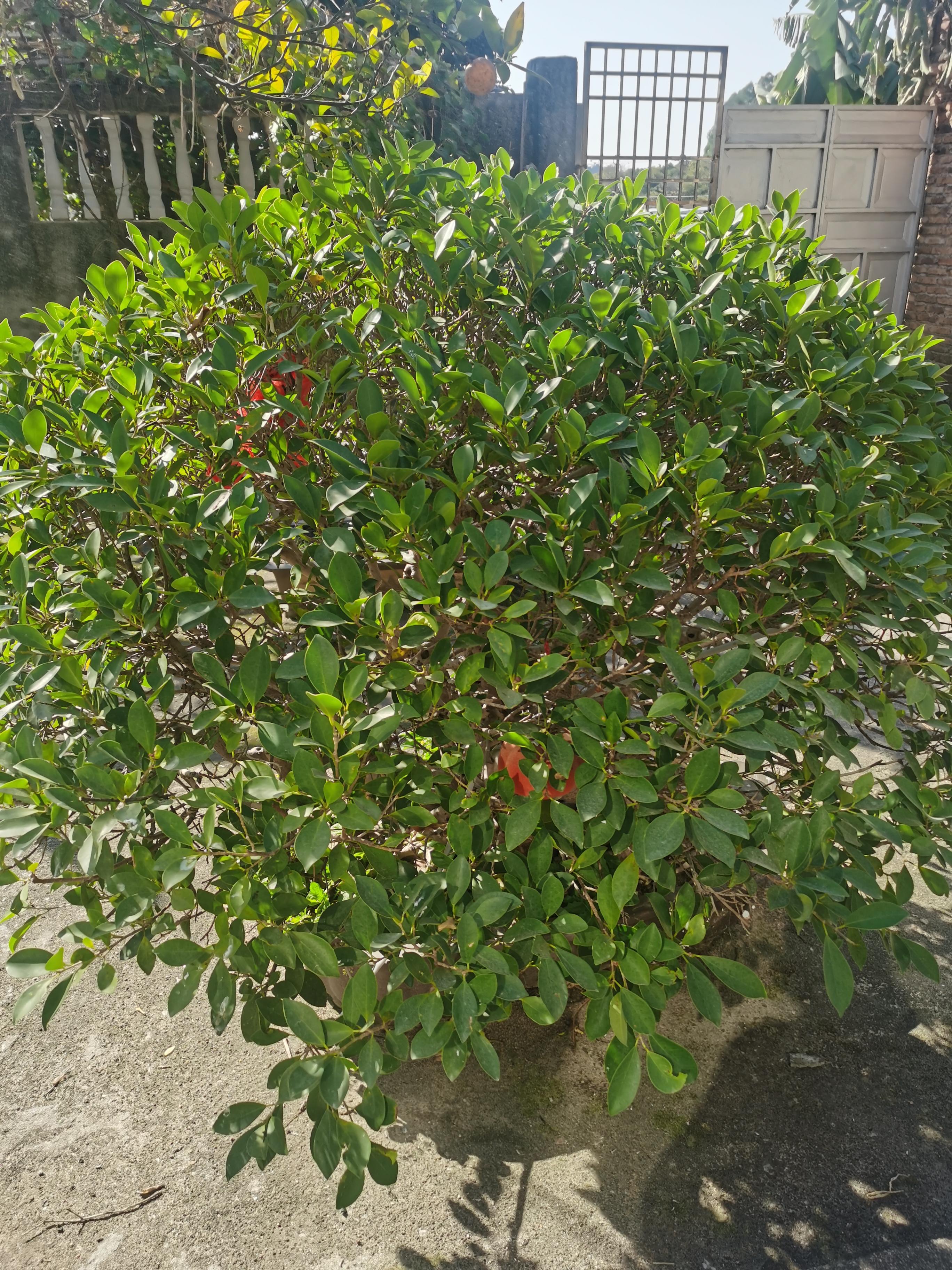如果是一堆苹果，有好有坏，你就应该先吃好的，把坏的扔掉，如果你先吃坏的，好的也会变坏，你将永远吃不到