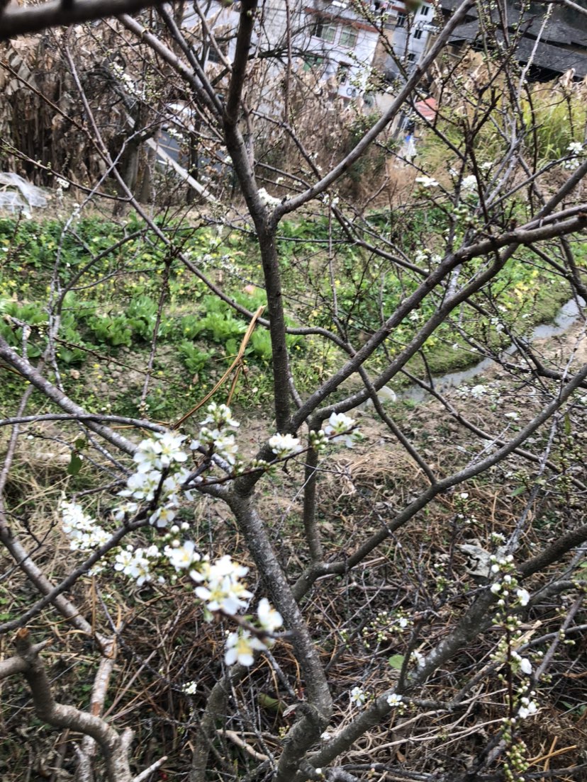 “艺术是人类灵魂深处的流露，通过它我们得以了解人心的奥秘。” - 尼古拉·普桑
