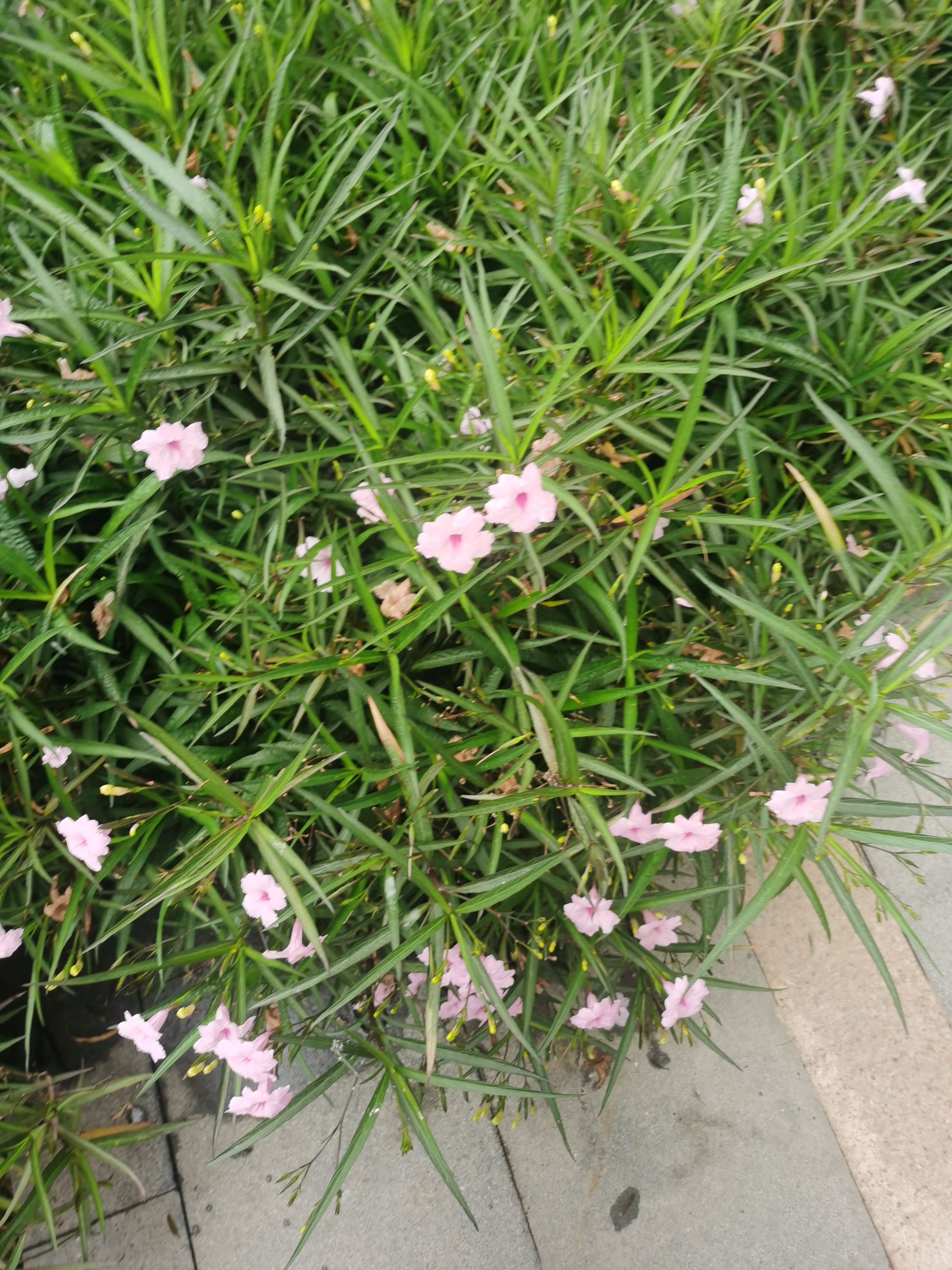 种子破土前，没人知道它是参天大树。**  
   ——你的潜力，藏在尚未撕开的标签之下。”