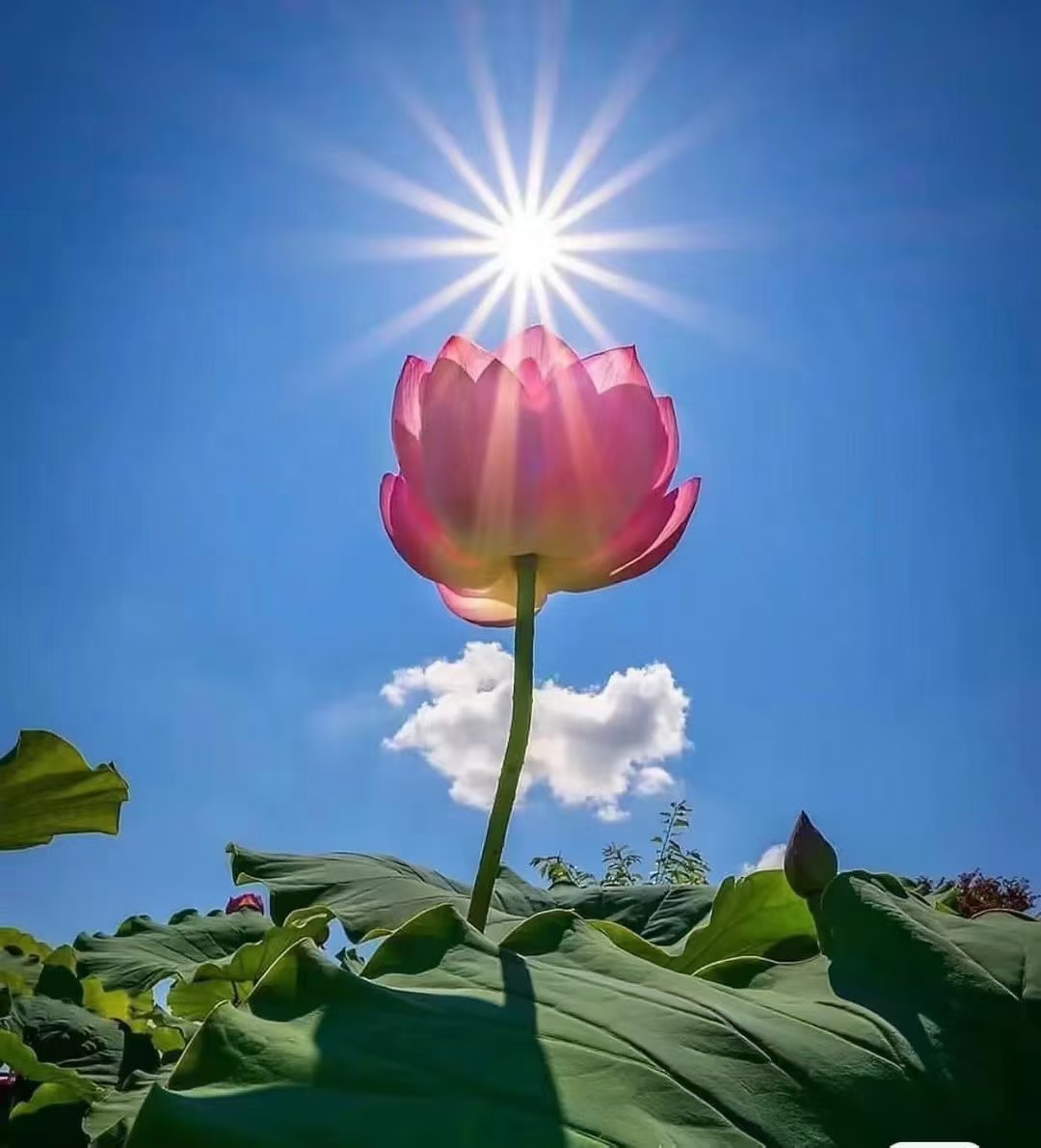 四月十五，吉祥 ，安康🌹🌹🌹