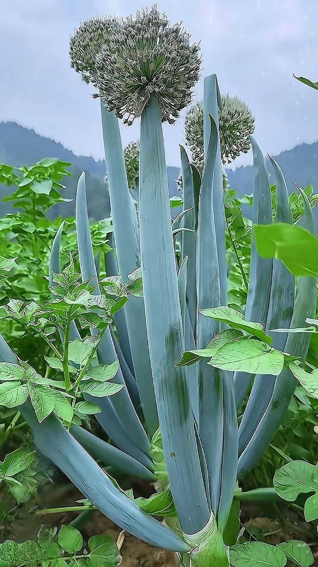 大家看一下，这是什么？