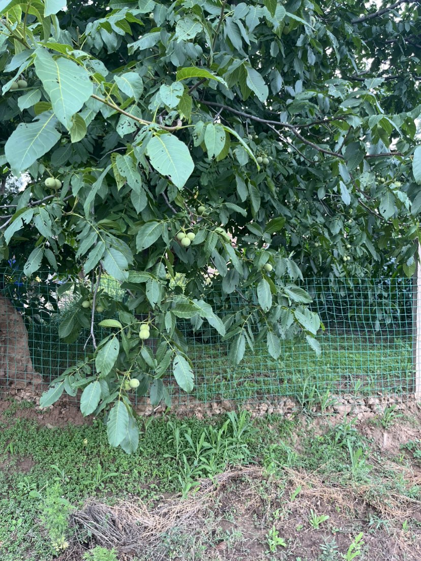 核桃树、鸡血蓉