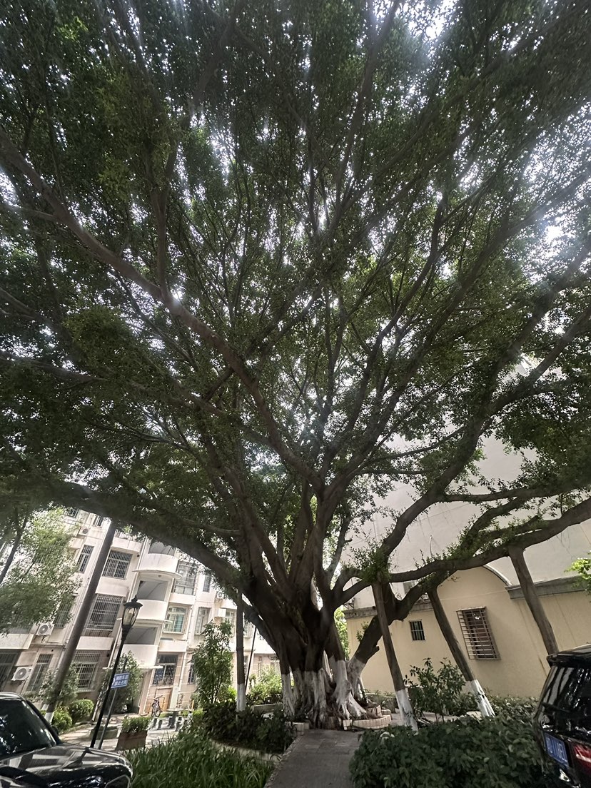 背靠大树