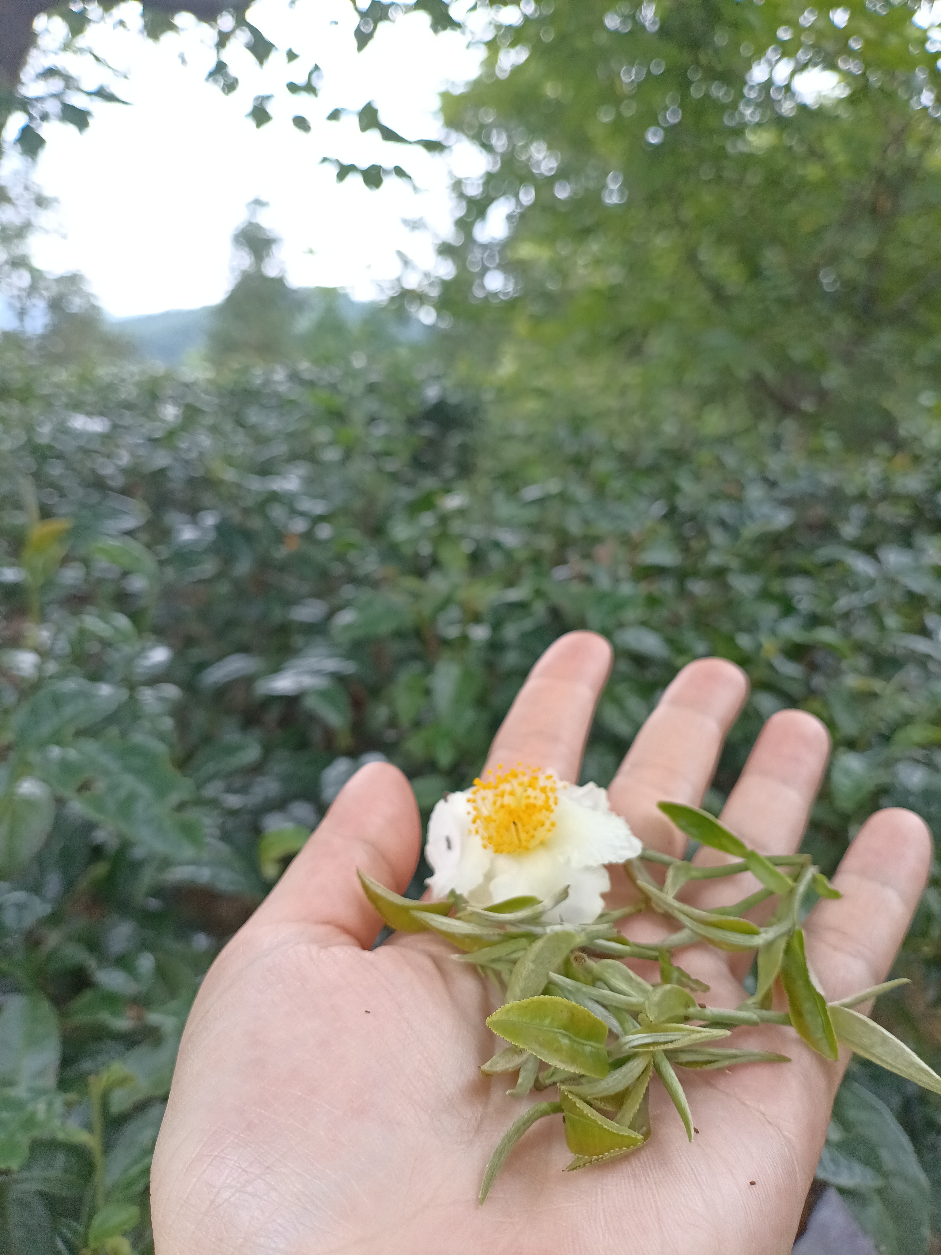 万事言和，独处相安；
自行、自醒、自清欢。 ​​​I'm fine  🎵