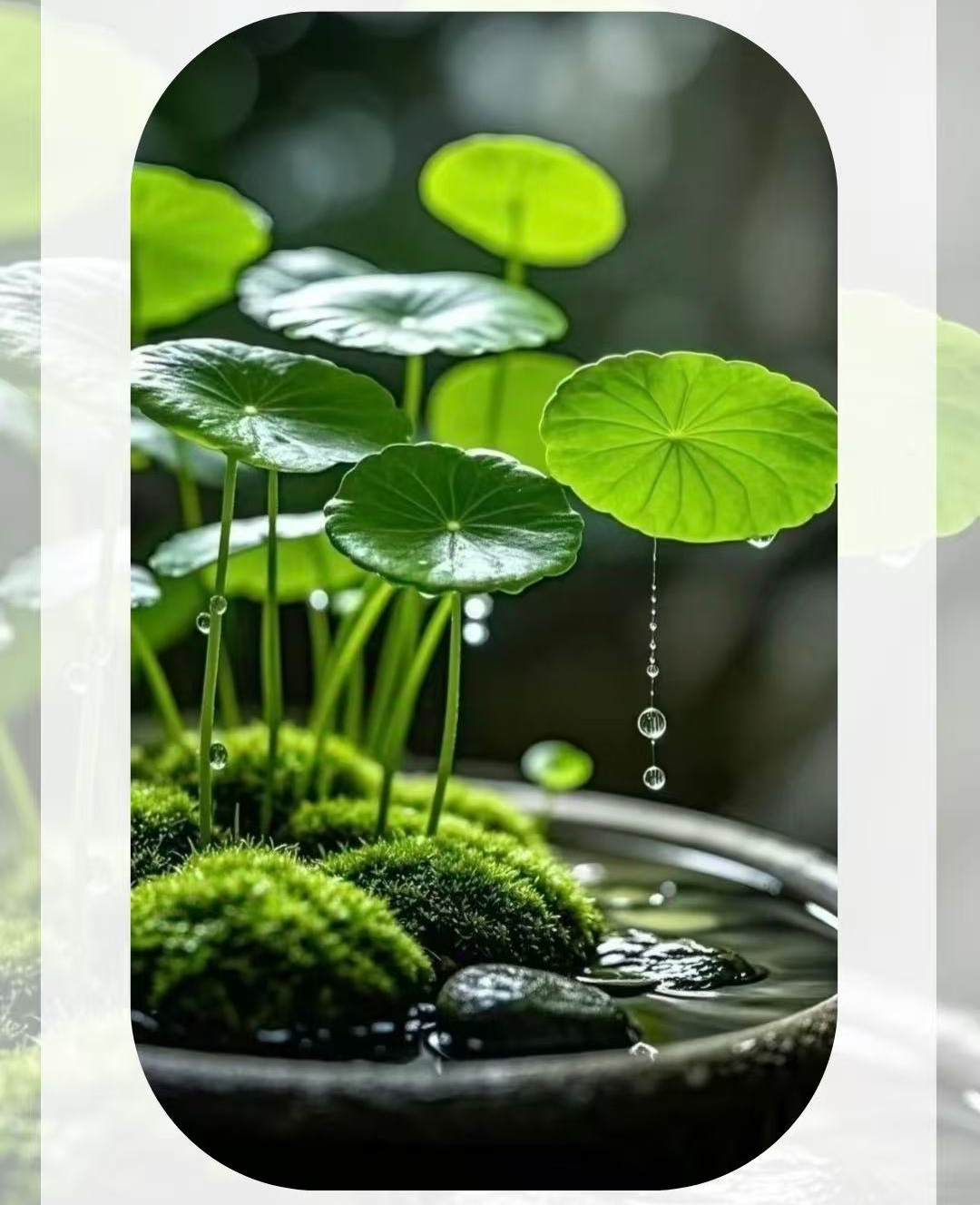 真正的智慧在于接纳，对外不起分别心，对内不生对立念，心自宽然人自安