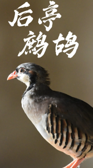 即得很好