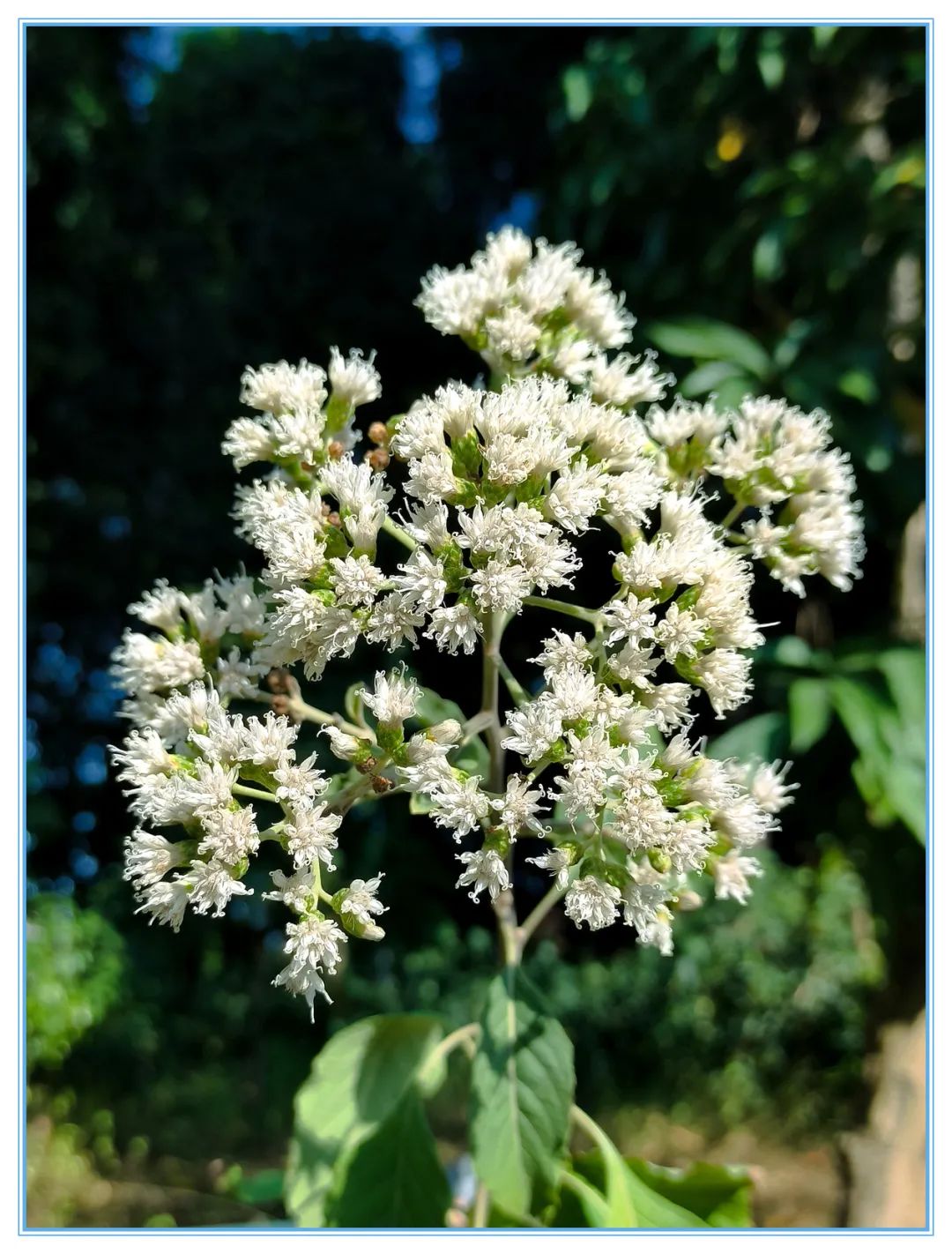 文曲星悬疑元小说：植物考之南非叶

作者，导演：罗唐生 | 植物学家：张天 | 总监：大雁 | 散文
