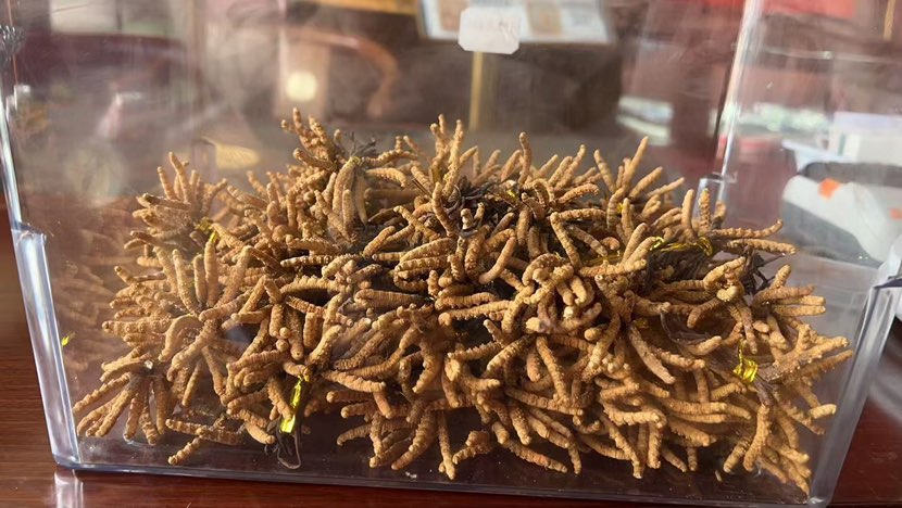 悦唐出品👉高海拔野生虫草👏颜值与品质双双在线，每一根都饱满匀称、色泽自然，堪称“草中精品”
自用送礼