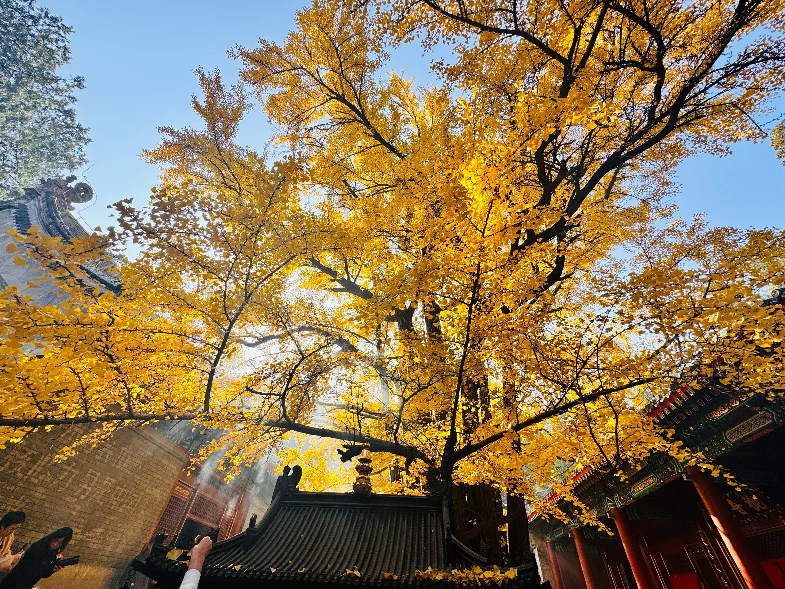 今日农历九月十五，祝大家平安喜乐 ☀️🌹🌹🌹