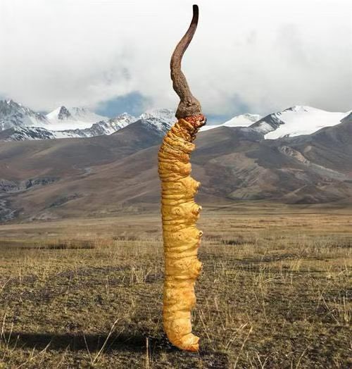 西藏源头～高海拔野生虫草👏👏👏