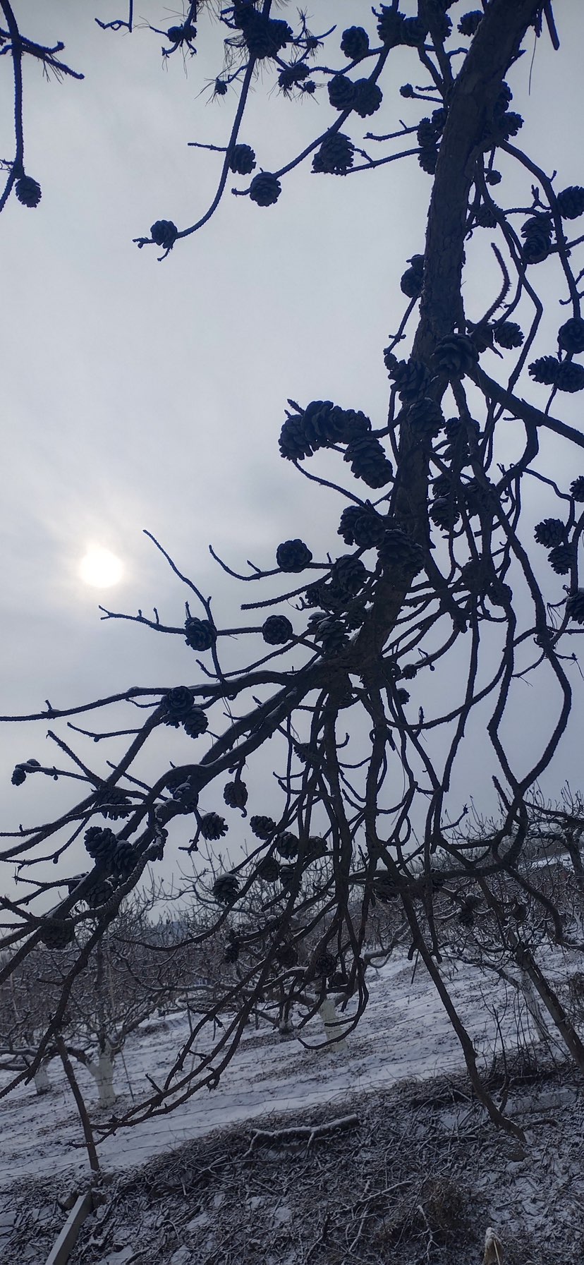 京郊初雪