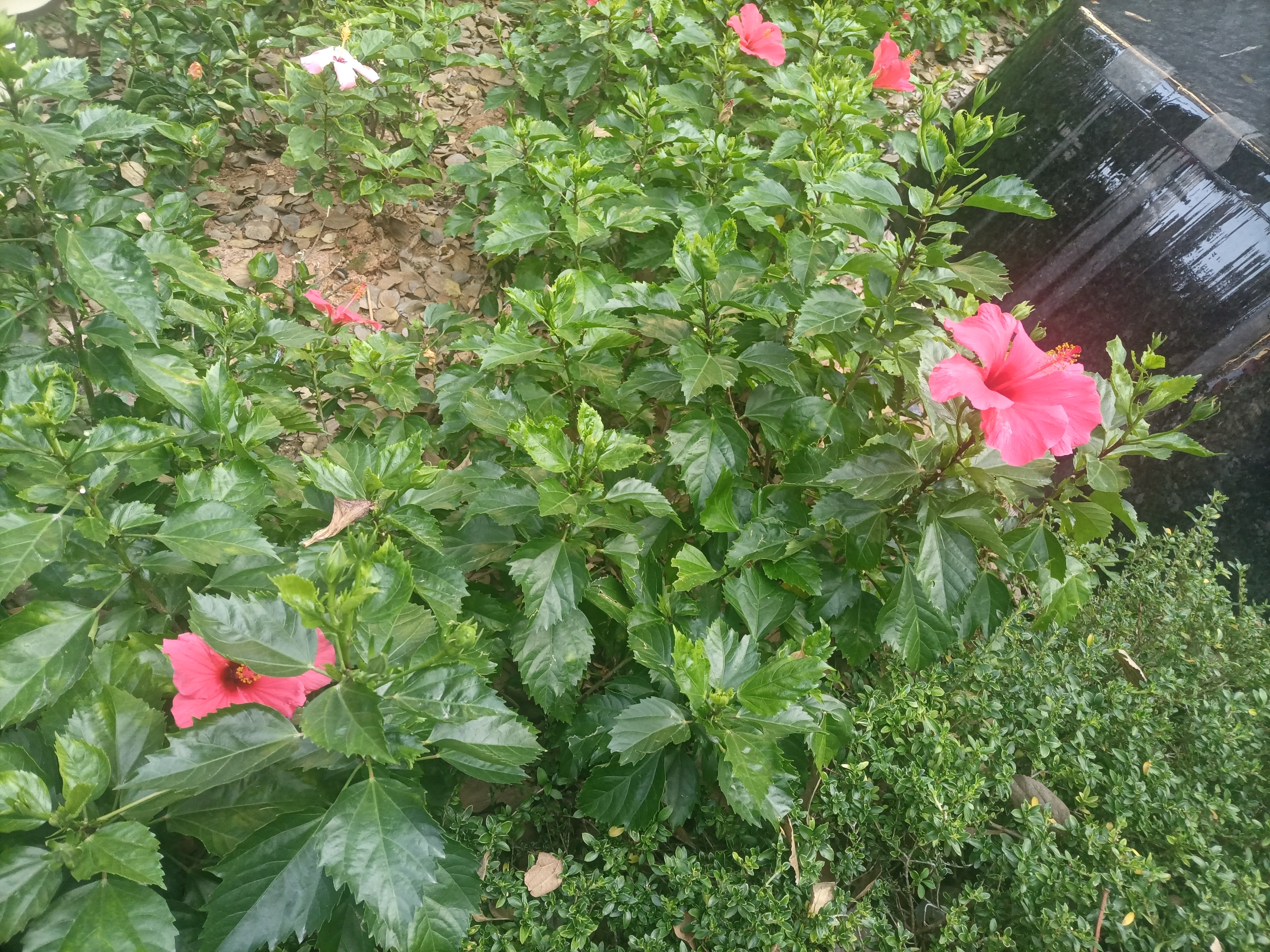 🌿 清晨的每一分钟，
都是未来在向你招手。