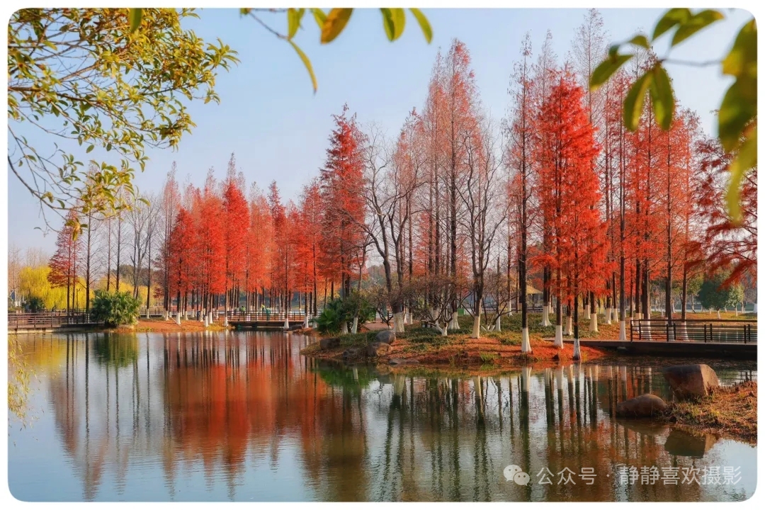 在冬日里遇见油画般的落羽杉，浪漫且富有诗意！
