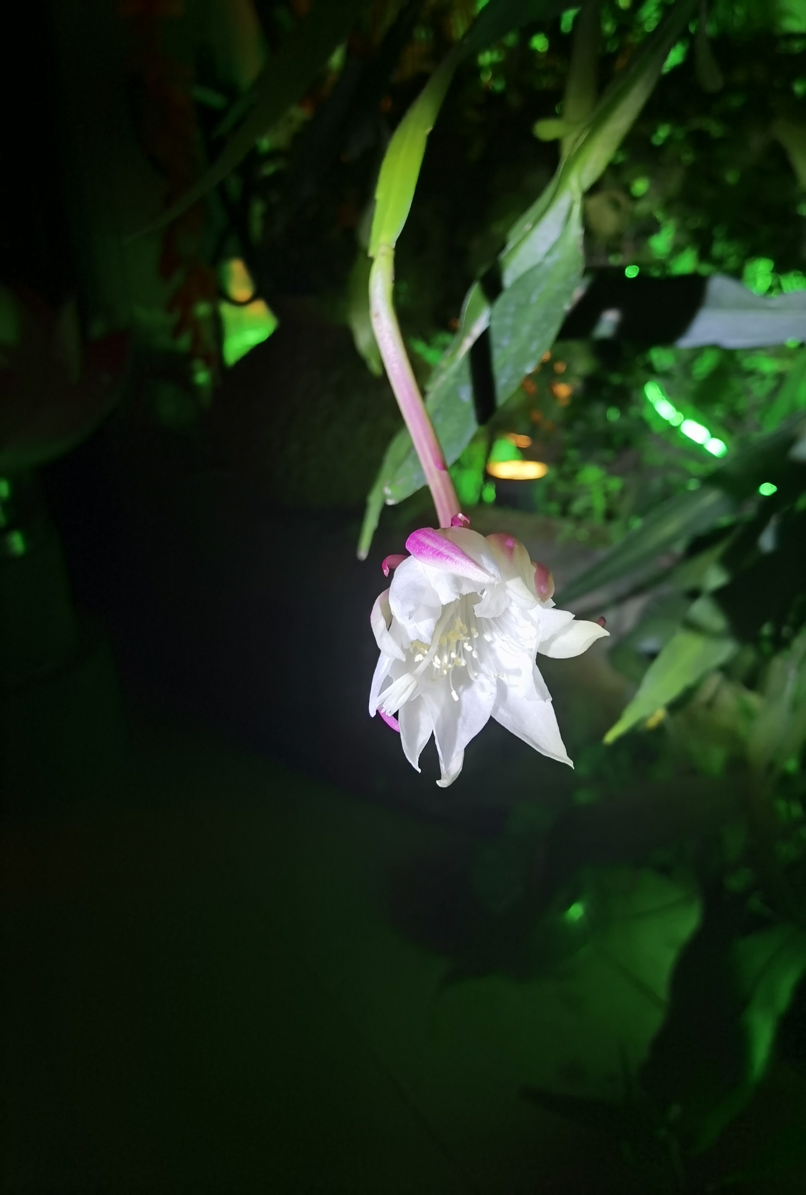 家里的昙花一枝独秀！美好生活即得相伴！