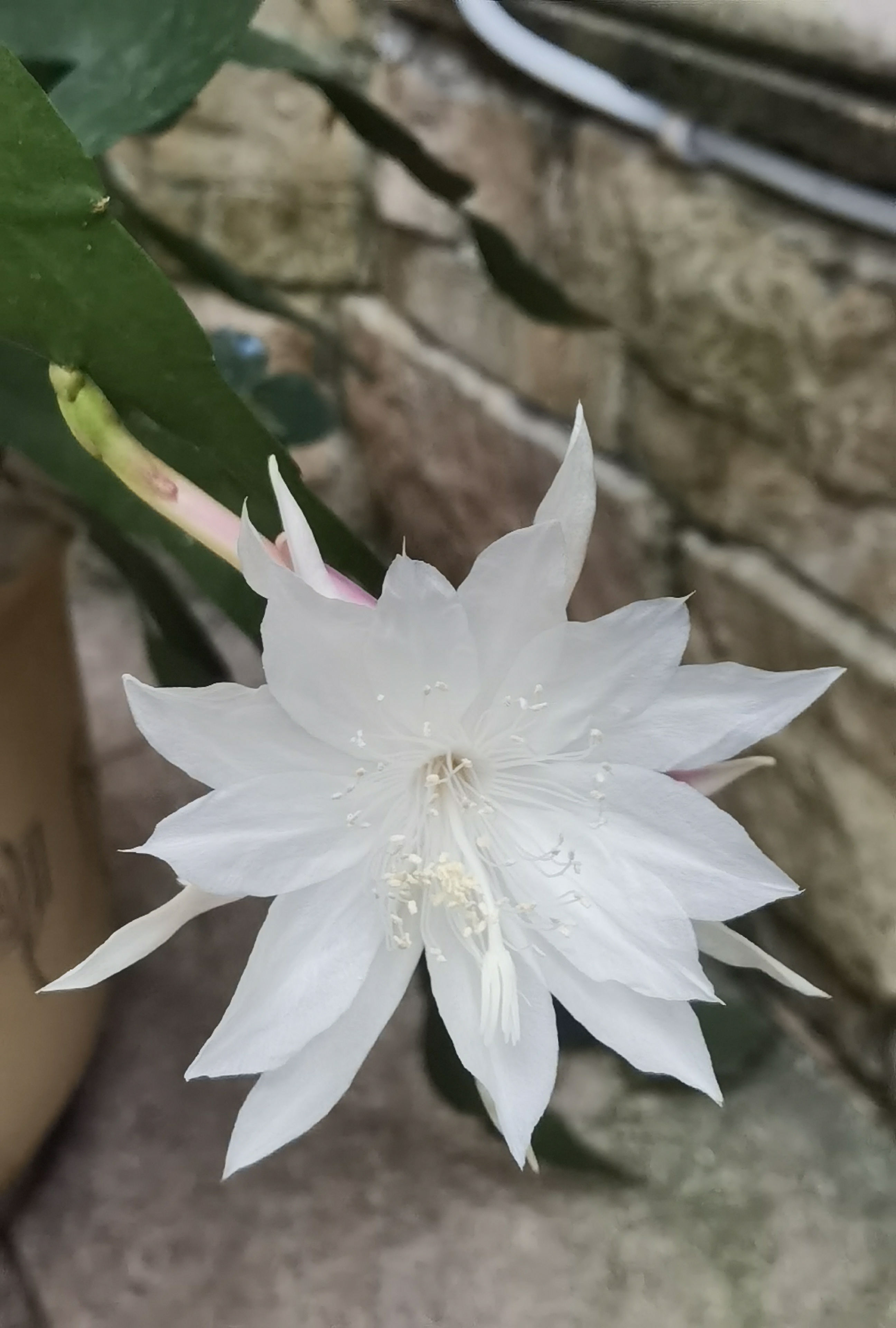 洁白的昙花再一次绽放。给周日添加一份喜悦！美好的生活即得相伴！